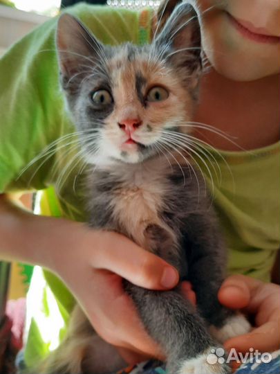 Кошка в дар бесплатно
