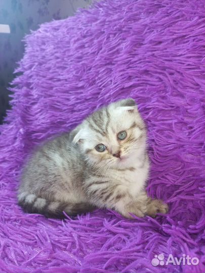 Шотландские котята