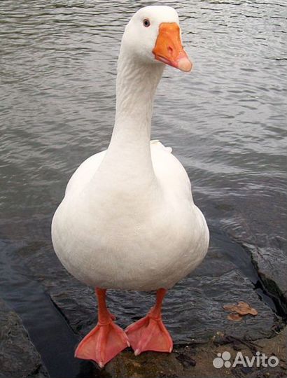 Гуси общипаные