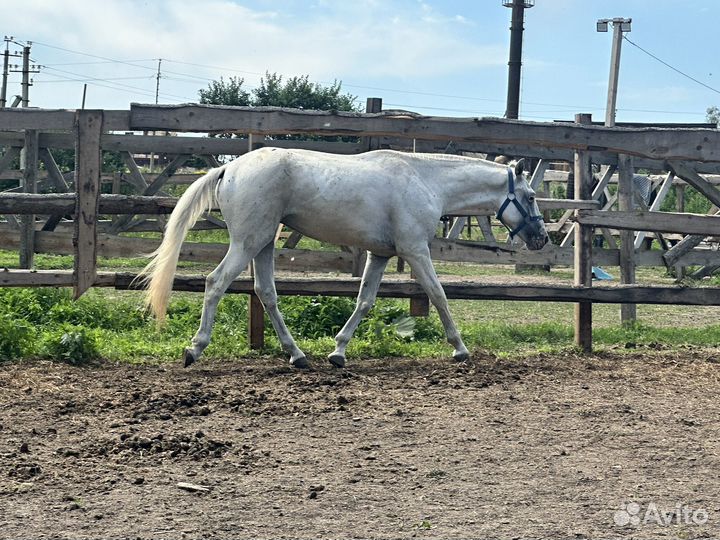 Жеребец 2.5 года, торг