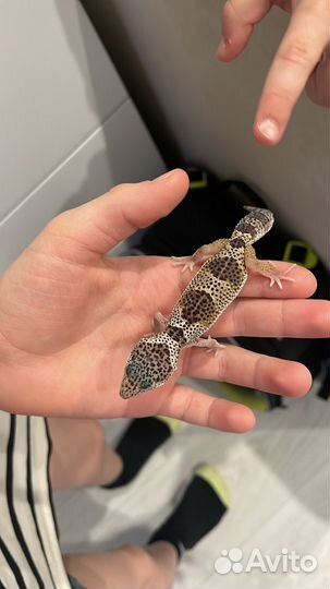 Ящерица эублефар