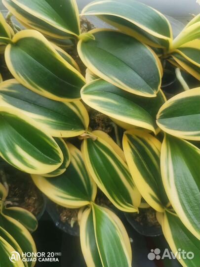 Орхидея сого Вивьен нецветущие