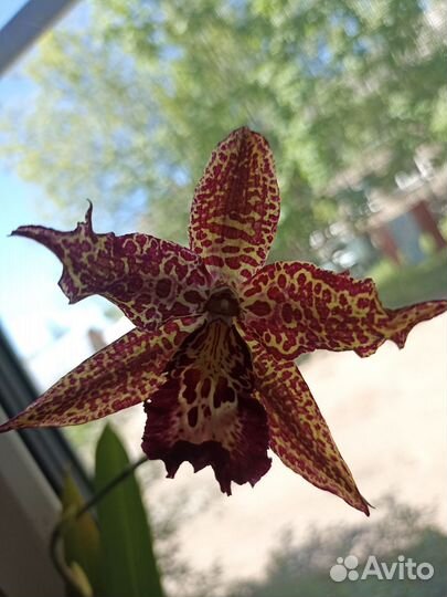 Орхидея дендробиум