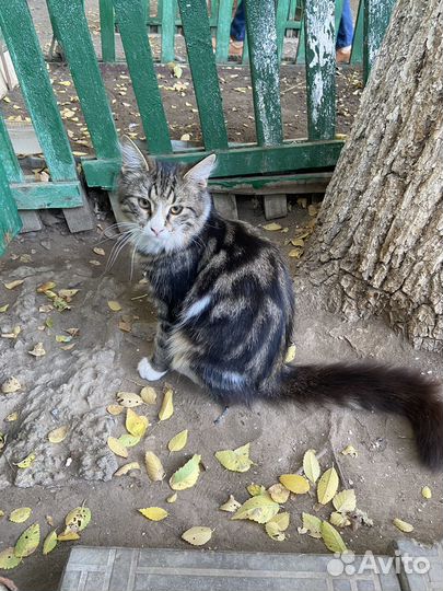 Молодые котики