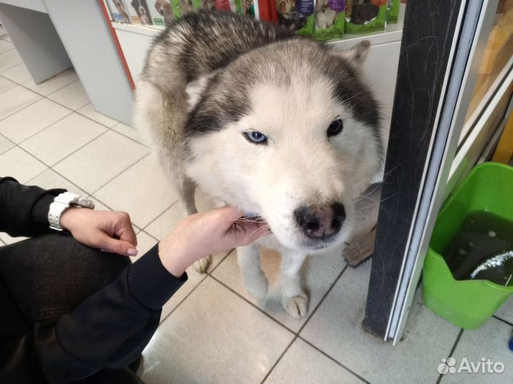 Сибирский хаски бесплатно