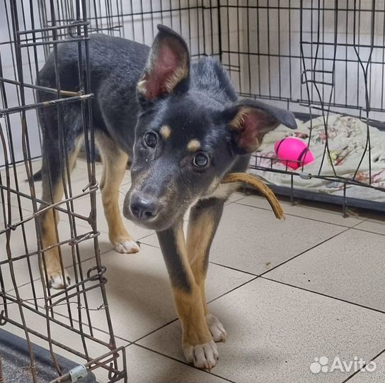 Лапочка-малышка