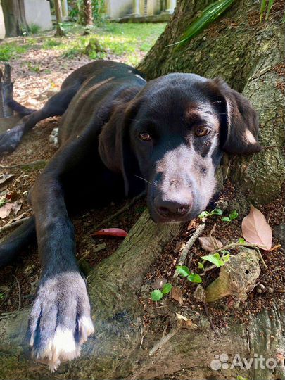 Собака в добрые руки