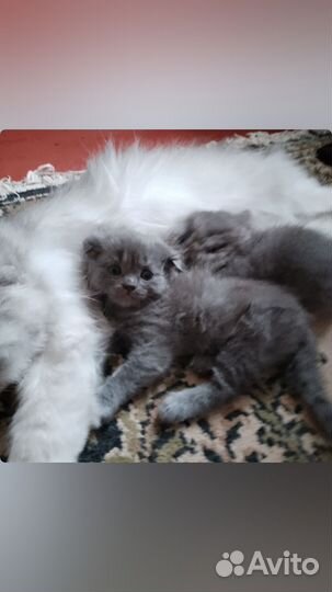 Шотландские котята