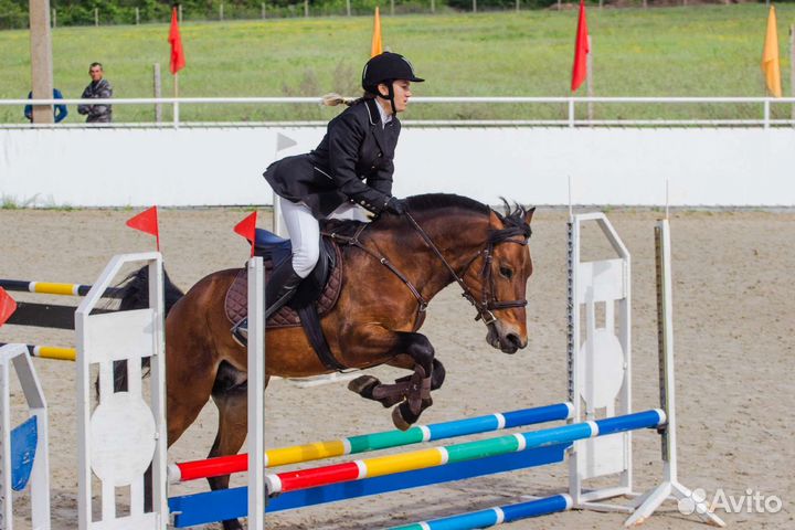 Продам жеребца