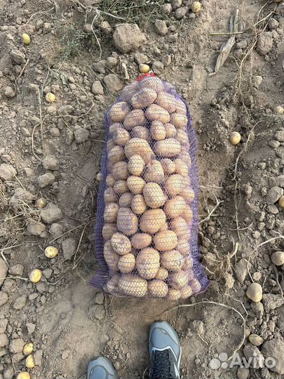 Картофель оптом