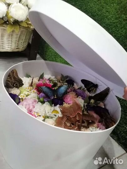 Живые бабочки в подарок