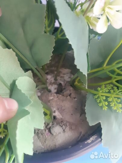 Горшок с цветами в бетоне