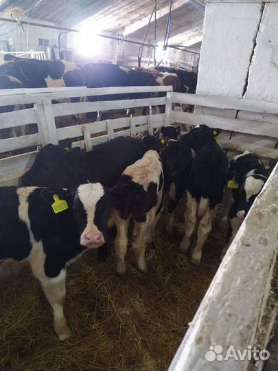 Телята телочки