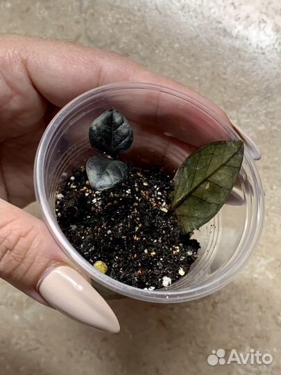 Замиокулькас черный равен