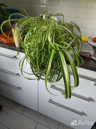 Хлорофитум кудрявый