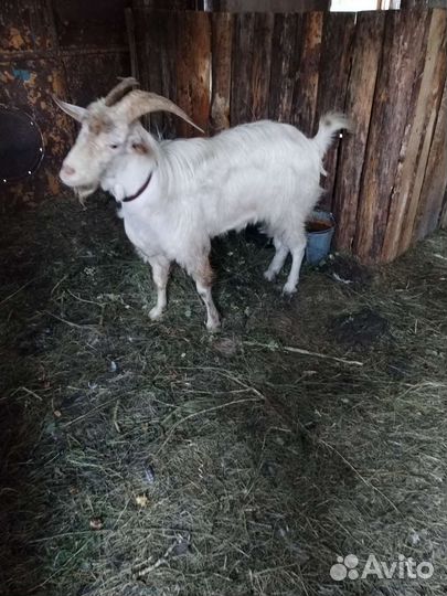 Козёл на племя