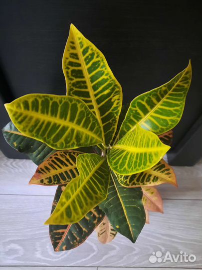 Кротон Петра