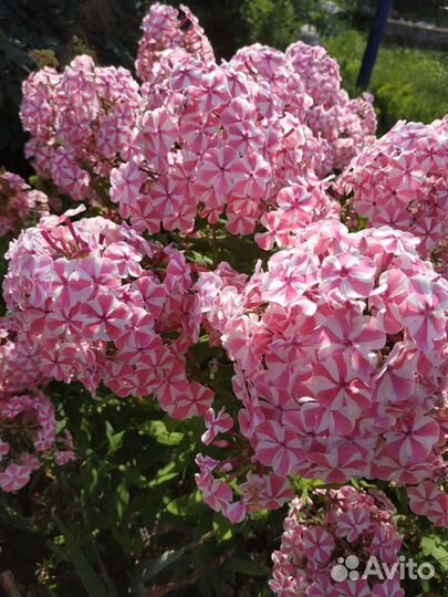 Флоксы многолетние