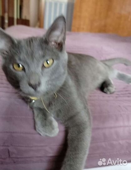 Котики бесплатно