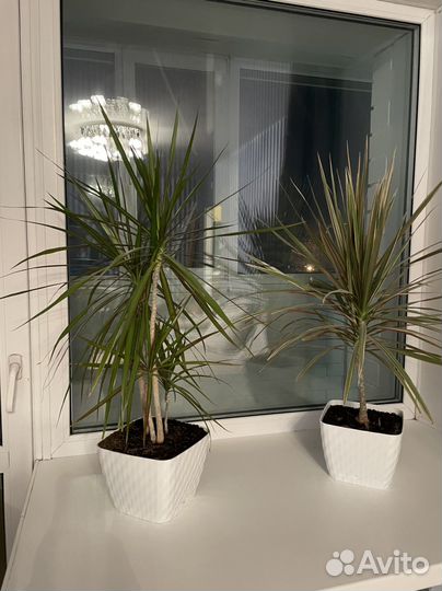 Пальмы/драцены/цветок для офиса/цветок для дома