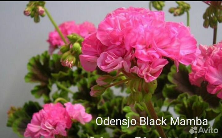 Пеларгония сортовая