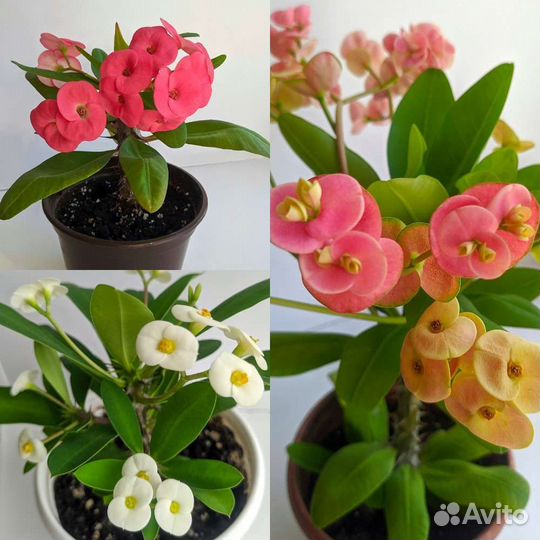 Молочай миля