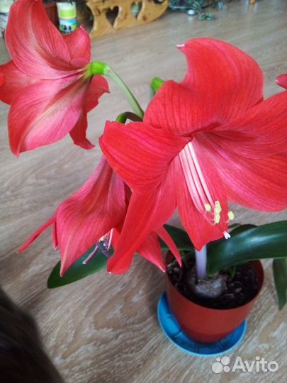 Белый декабрист и другие цветы