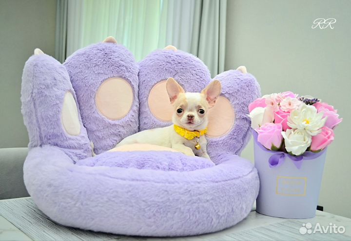 Чихуахуа микро мальчик