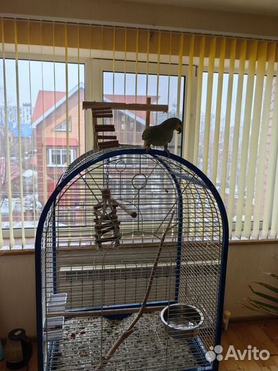 Попугай венесуэльский амазон