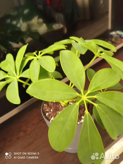 Комнатные цветы шефлера