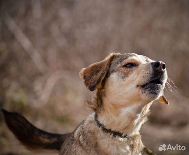 Персия, 2,5 года, 18 кг. Не гавкучая. Стерилизован