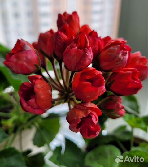 Пеларгония герань