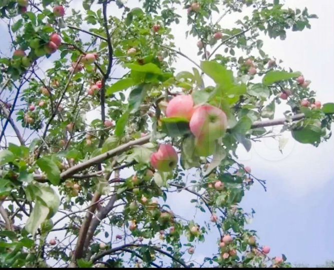 Дом 28 м² на участке 11,2 сот.