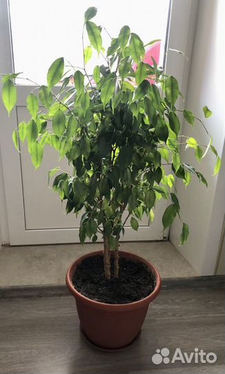 Фикус бенджамина