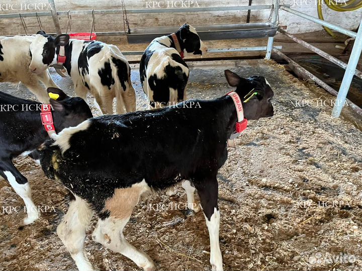Телята крс бычки