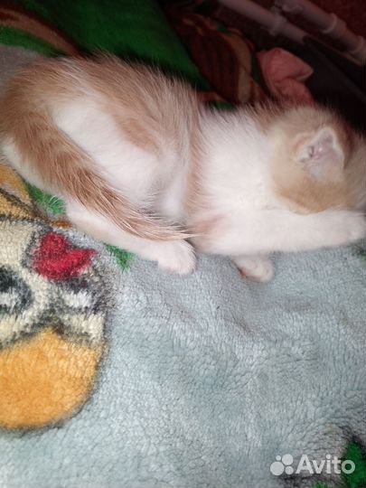 Котята в добрые руки бесплатно Породистые