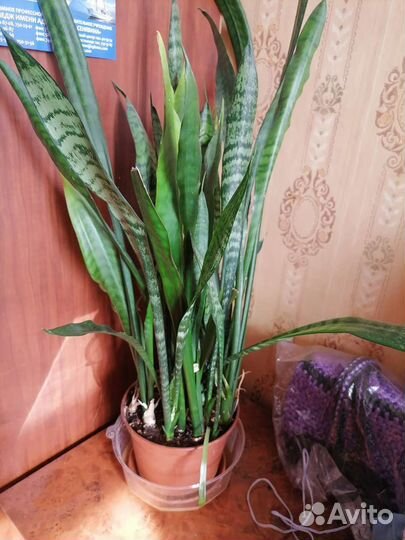Сансевиерия