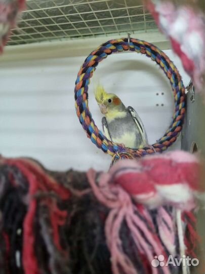 Попугай корелла птенец