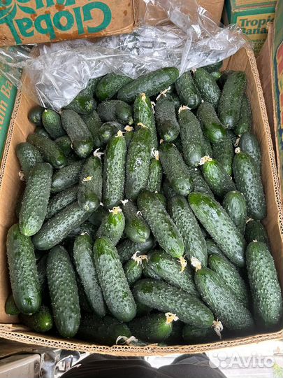 Огурцы свежие