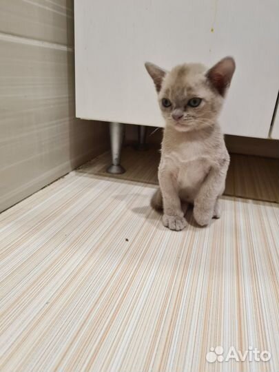 Бурманские котята