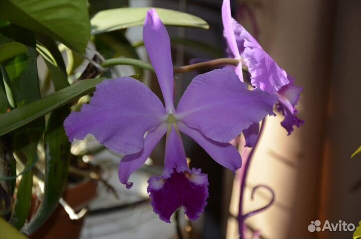 Орхидеи Каттлея Целогина