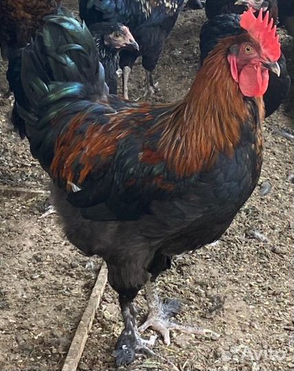 Петух Марана