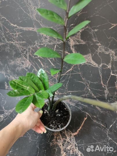 Замиокулькас