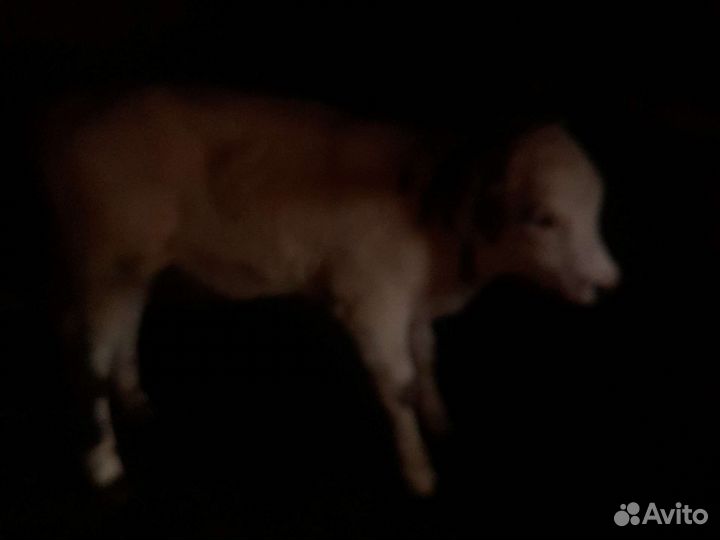 Продажа телят