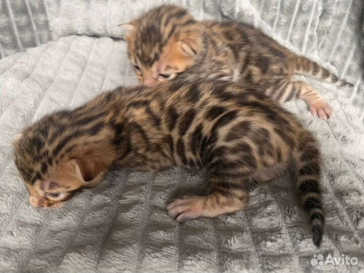 Бенгальские котята