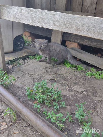 Вислоушка девочка