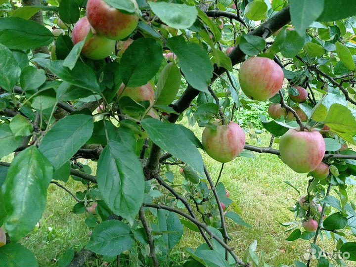 Яблоки и груши домашние