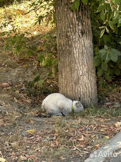 Котенок (мальчик) подросток ищет дом