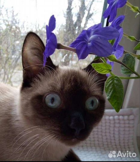 Сиамский котик