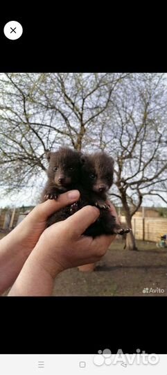 Продам щенка енотовидной собаки